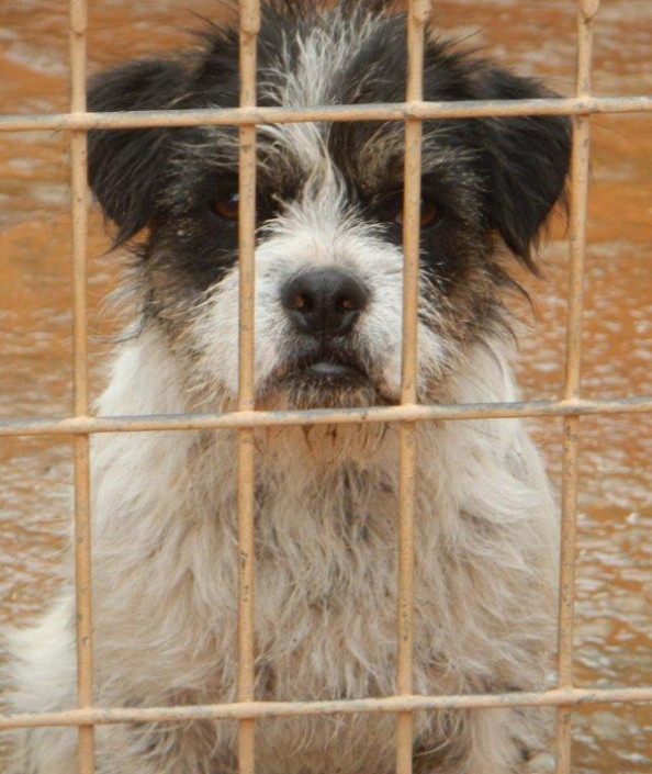 Flugpaten für Tierheimhunde der Insel Gran Canaria gesucht