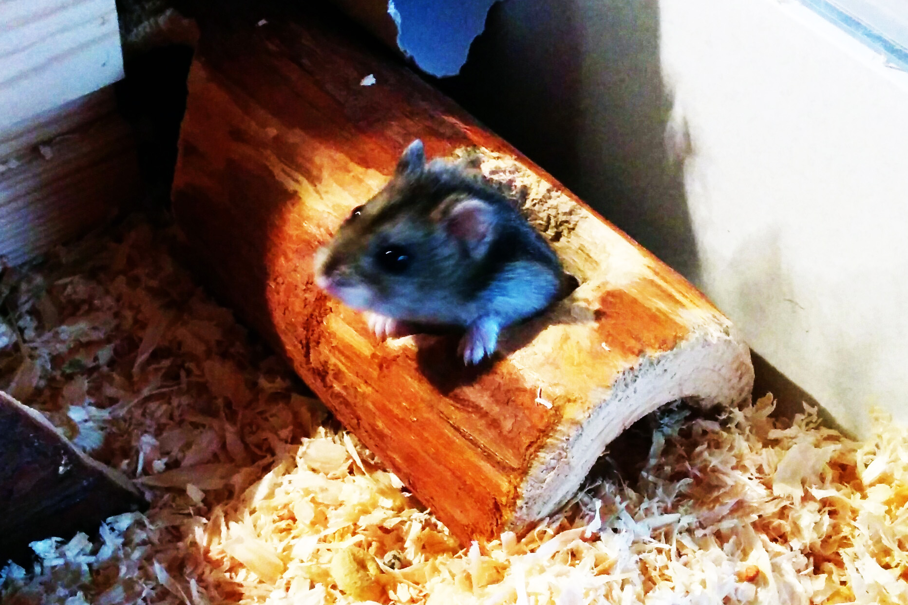 2014 TV Hamster 3 Tierpension L mmerhirt 2014-tv-hamster-3-tierpension-l-mmerhirt
