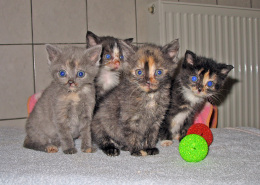 Katzenkinder