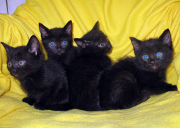 Katzenkinder