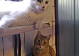 Katzenkumpels