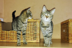 katzenkinder_oktober2017