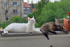 Kater Novi in seinem neuen Zuhause